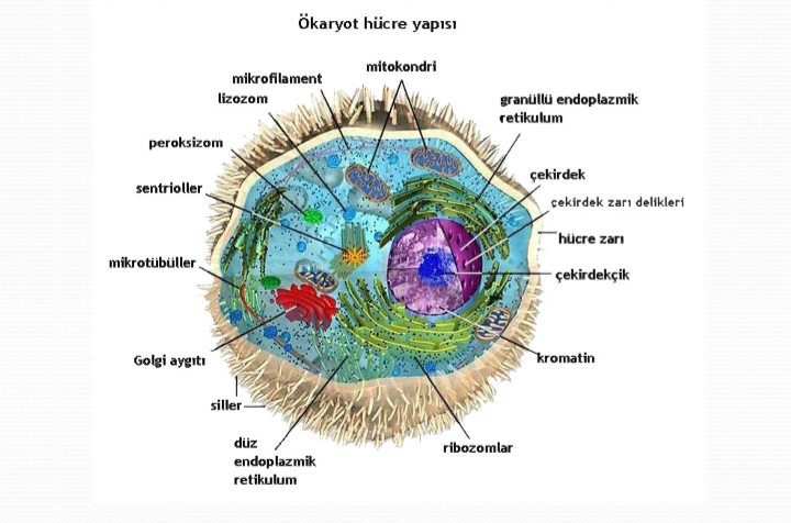 Ökaryor hücre yapısı