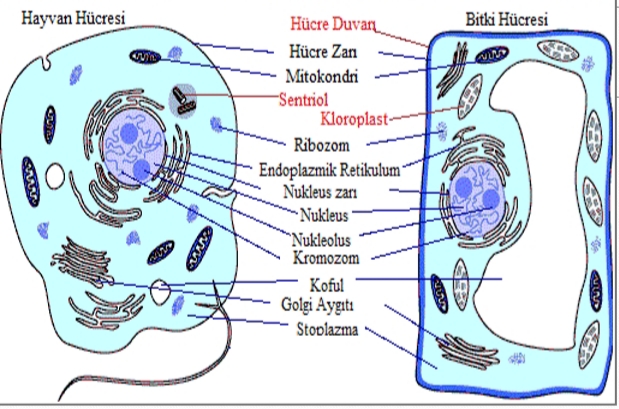 Bitki ve Hayvan Hücrelerinin Benzerlikleri