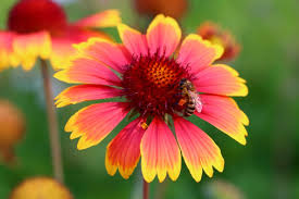 My flower by Tamar meltzer - Ourboox.com