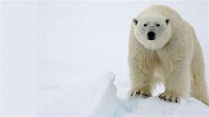 الدب by ameer - Ourboox.com