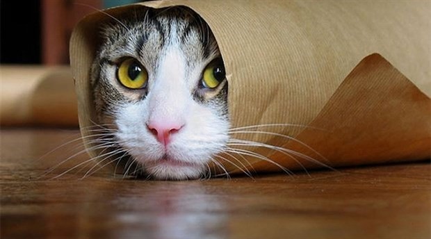 Add value to your life with animals by Yunus Meşe - Ourboox.com