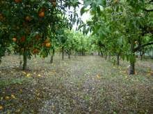 Paternò del ‘900 by Enrica Scandura - Ourboox.com