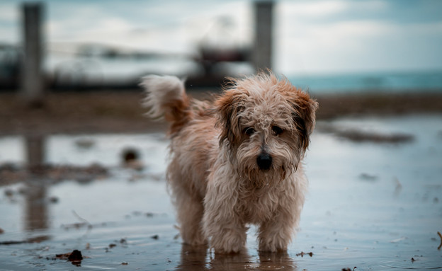 גורים חמודים by yoav - Ourboox.com