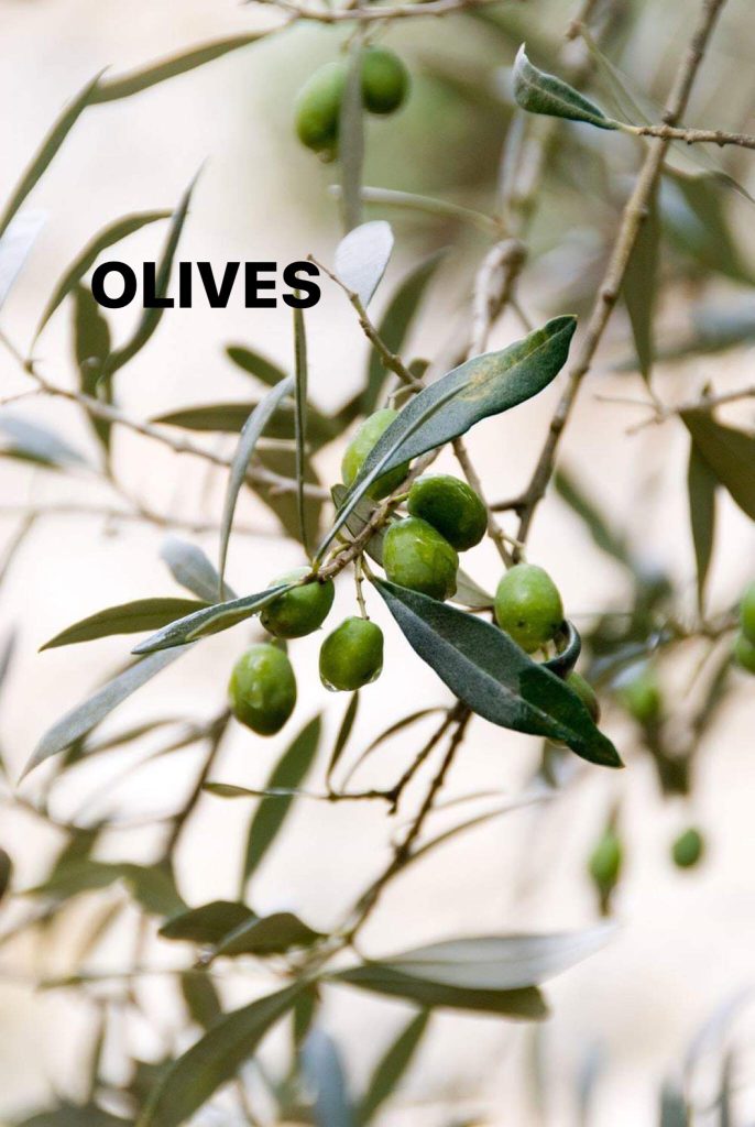 olives by Nagham Masarweh - Ourboox.com