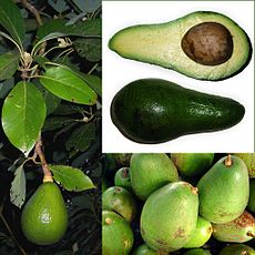 אבוקדו by rorojml - Ourboox.com