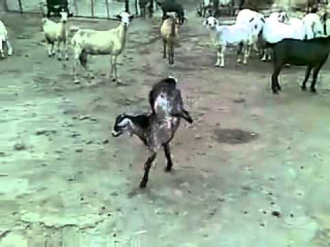 SANAD by sanad - Ourboox.com