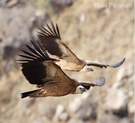 מי יציל את חיות הבר? by moria zmiri - Illustrated by מתוך "פשוש" - Ourboox.com