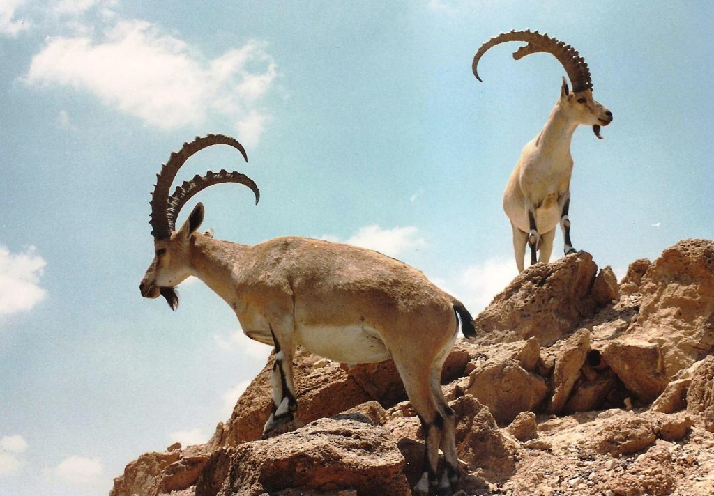 יעלים בארץ ישראל