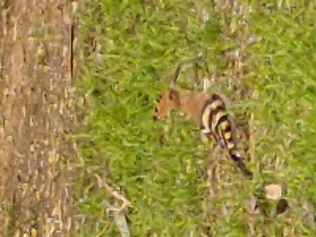 בעלי חיים בסביבה שלי by tahel - Ourboox.com