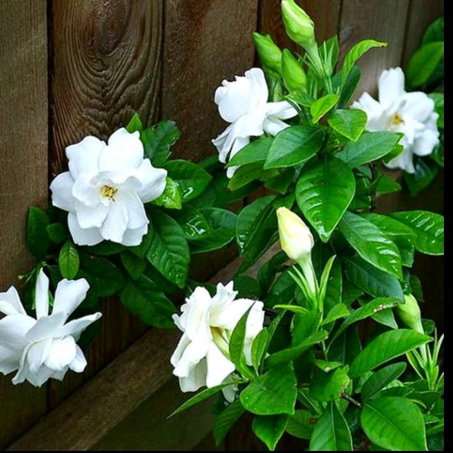 قلائد الياسمين by NBAA - Ourboox.com