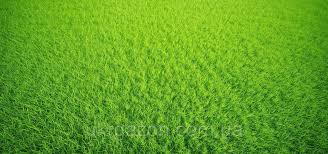 ГАЗОН by cthutq - Ourboox.com