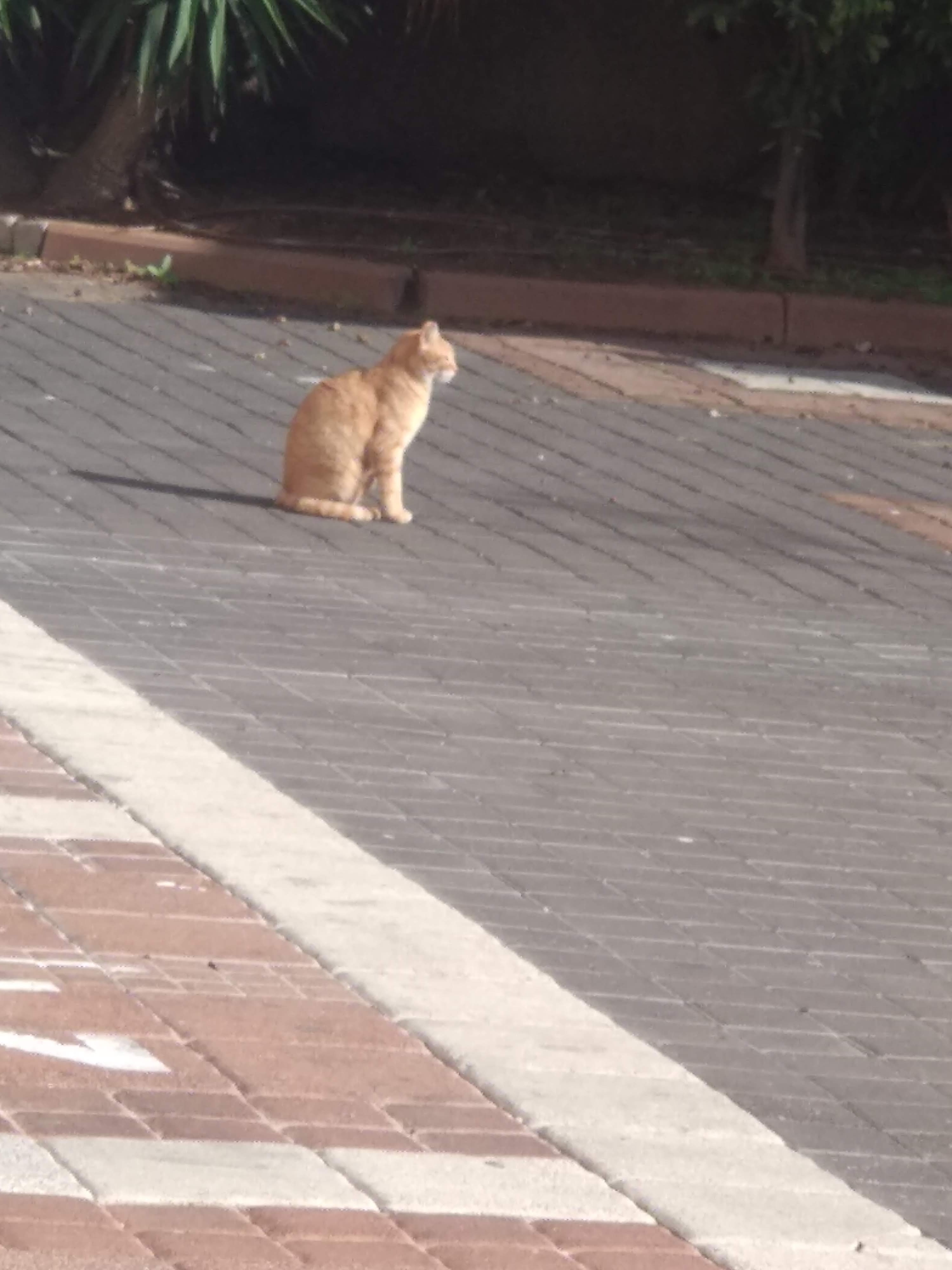 בעלי חיים בסביבה שלי by tahel - Ourboox.com