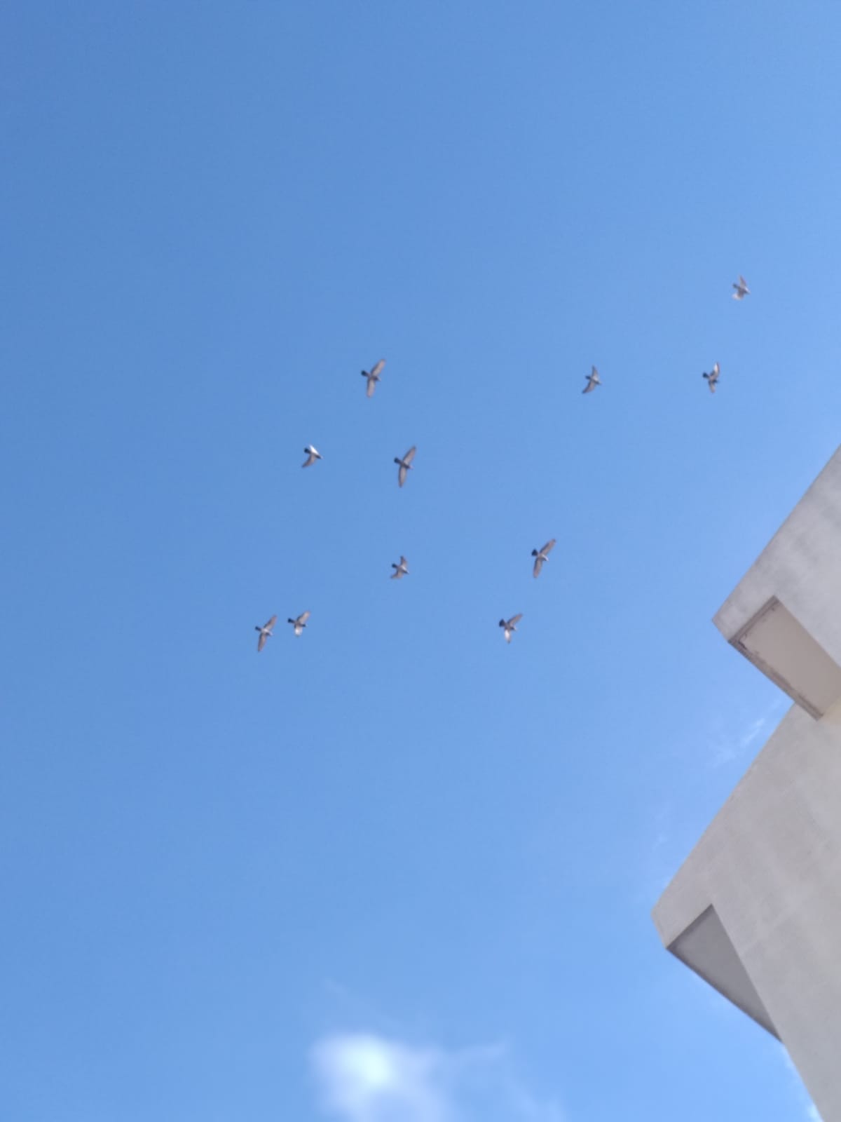 בעלי חיים בסביבה שלי by tahel - Ourboox.com