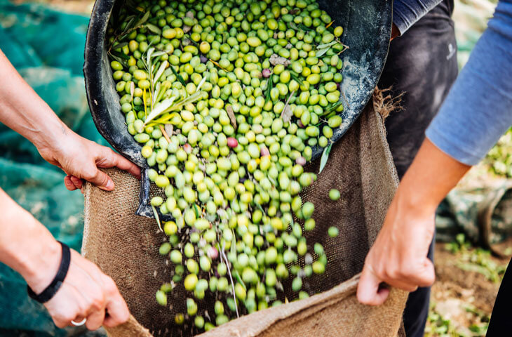 מסיק זיתים by Sivan levinger - Illustrated by סיון לוינגר - Ourboox.com