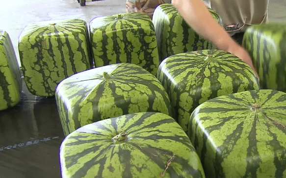 משפחת מרובעים by tatik - Ourboox.com