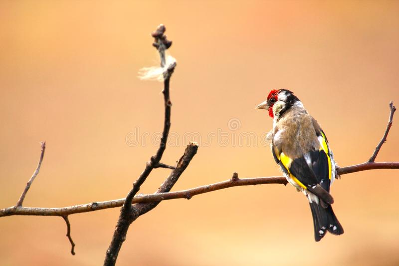 GAZELLA AND THE GOLDFINCH by Rogab Khnefiss - Ourboox.com
