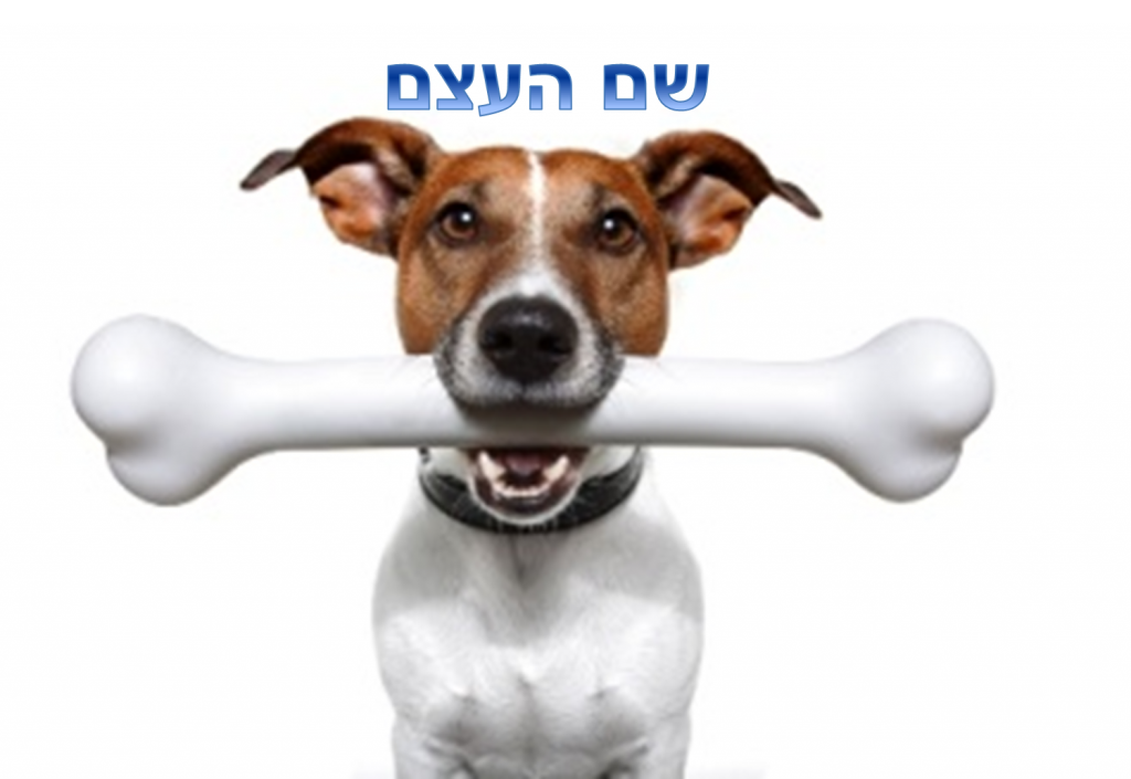 דרכי תצורת שם העצם בעברית by naomi - Illustrated by Naomi Seter - Ourboox.com