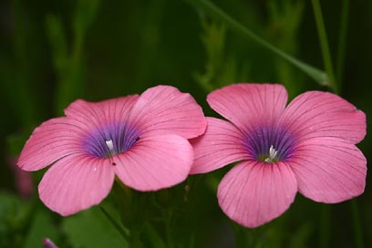 My flower by Tamar meltzer - Ourboox.com