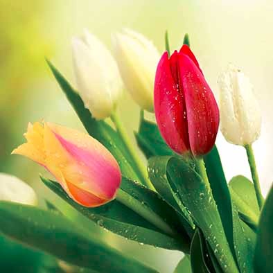 My flower by Tamar meltzer - Ourboox.com