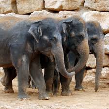 משפחת הפילים by tamar peretz - Illustrated by מגזין מסע אחר  - Ourboox.com