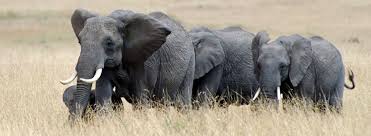 משפחת הפילים by tamar peretz - Illustrated by מגזין מסע אחר  - Ourboox.com