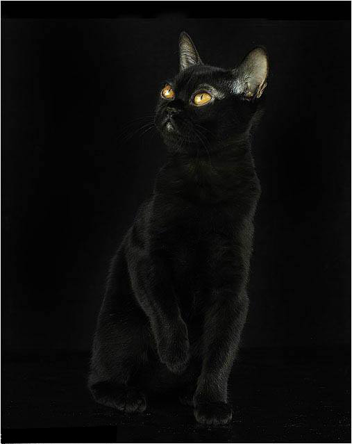 котик мурчик by Rybka Sofia - Ourboox.com