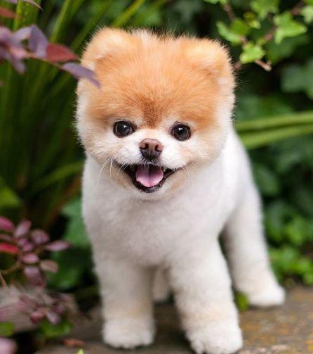 EL MEU GOS CONTENT by Xènia - Ourboox.com