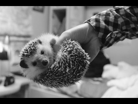 El meu eriçó “Elmo” by Joel Pérez Corchuelo - Illustrated by Joel P.c. - Ourboox.com