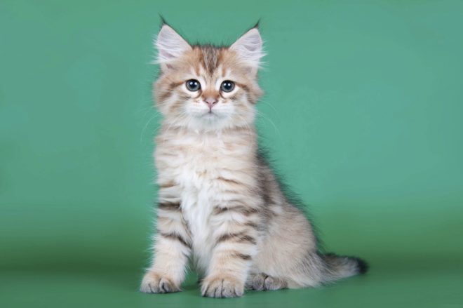 la meva gata Trumfa by Laia Arroyo Marin - Ourboox.com