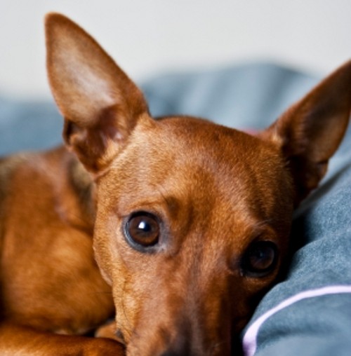 כלבים ושקיתו by agam naama - Ourboox.com