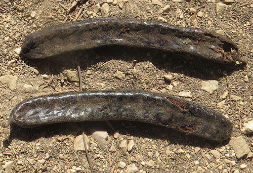 טו בשבט מאת נהוראי אברהם שמואל by esti - Ourboox.com