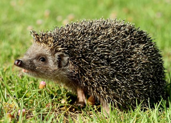 הקיפוד by racheltouizer - Ourboox.com