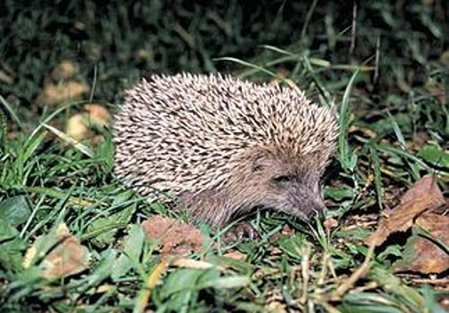 הקיפוד by racheltouizer - Ourboox.com