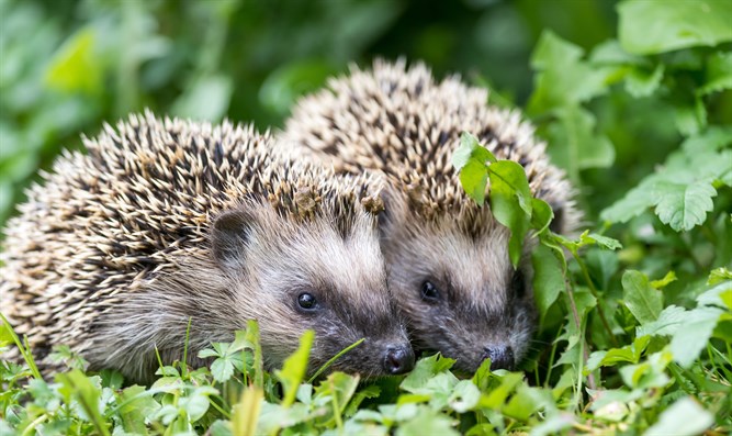 הקיפוד by reut avivi - Ourboox.com