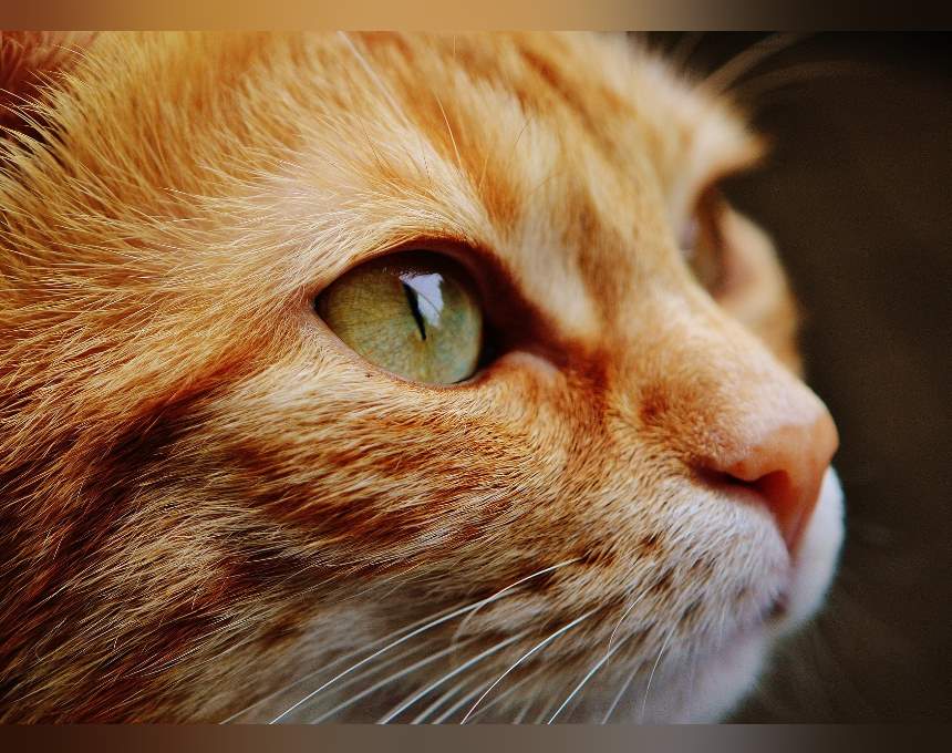 אין כמו להיות בבית by Sapirhareli - Illustrated by ספיר תמר הראלי - Ourboox.com