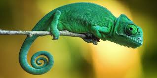 הזיקית by ori ashkenazi - Illustrated by Ori Ashkenazi, Ofek Nahamu and Daniel Sasson - Ourboox.com