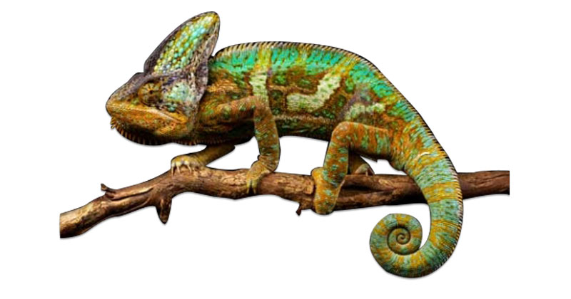 הזיקית – אנטון פ’ צ’כוב by maayan gazit - Illustrated by מעיין, שירה ורוני .מ. - ח'3 - Ourboox.com