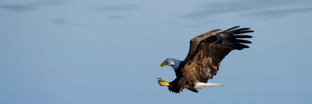 igal’s fantasy by igal botoshvili - Ourboox.com