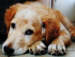 pets by or abitbul - Ourboox.com