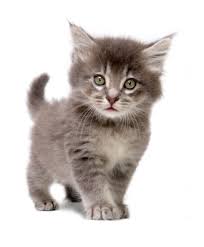 dogs by Tamar meltzer - Ourboox.com