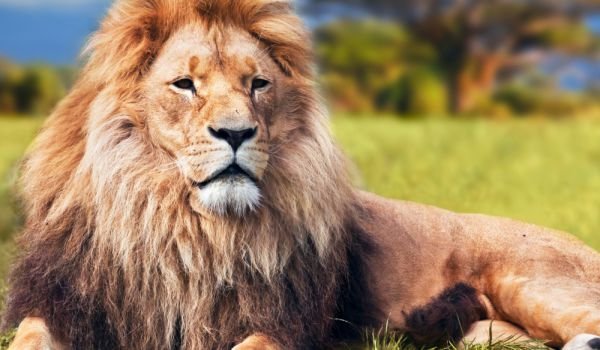 Животните по целия свят by Teodora - Ourboox.com