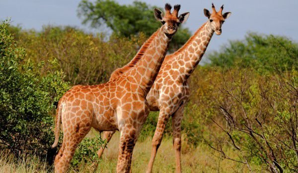 Животните по целия свят by Teodora - Ourboox.com