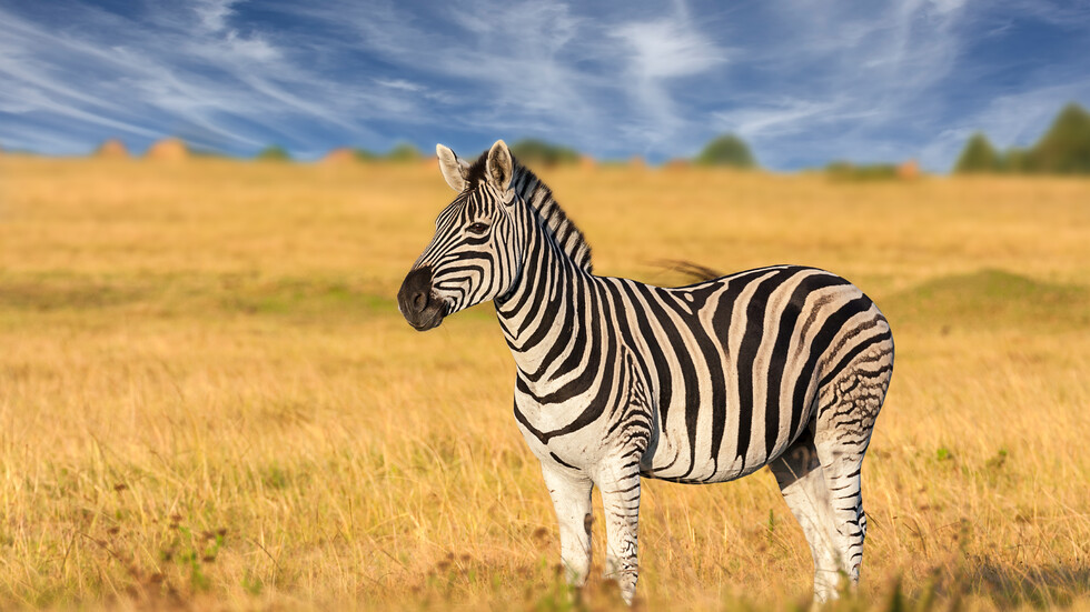 Животните по целия свят by Teodora - Ourboox.com