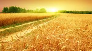 מעשה בשני אחים by neriya - Ourboox.com