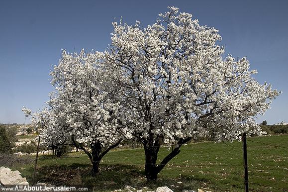 הפתעה בט”ו בשבט by hodaya hana - Illustrated by ענת שפיצן - Ourboox.com