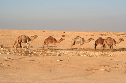 הַגָּמָל בְּבֵית גִּדּוּלוֹ הַמְּדַבֵּר by Shira Cohen - Illustrated by לא ידוע - Ourboox.com