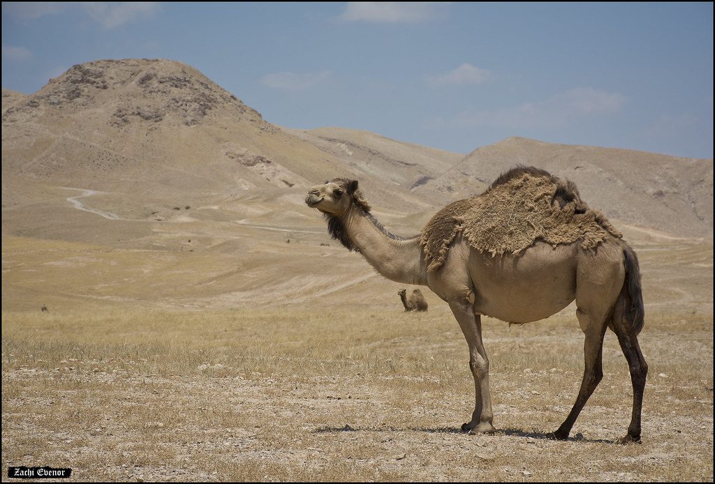 הַגָּמָל בְּבֵית גִּדּוּלוֹ הַמְּדַבֵּר by Shira Cohen - Illustrated by לא ידוע - Ourboox.com