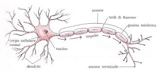 IL SISTEMA NERVOSO by Maurizio - Ourboox.com