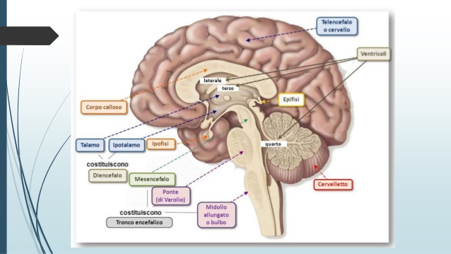 IL SISTEMA NERVOSO by Maurizio - Ourboox.com