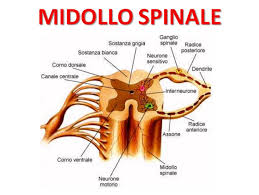 IL SISTEMA NERVOSO by Maurizio - Ourboox.com